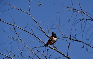 spotted-towhee