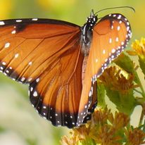 A Legal Victory For The Ballona Wetlands Land Trust